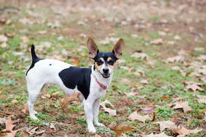 Rat Terrier